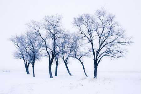 公园的雪树图片