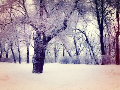 公园雪树照片图片