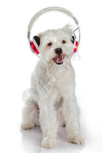 用耳机在白色背景上孤立的白狗听音乐图片