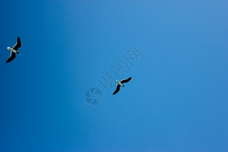 海鸥在蓝天飞行背景图片