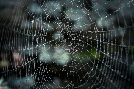大蜘蛛网环绕着滴子的宏观镜头图片
