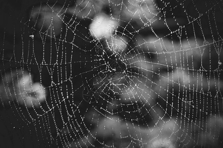 黑白大蜘蛛网和露图片