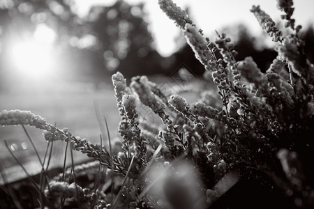 日落时美丽的熏衣草地黑白照片图片