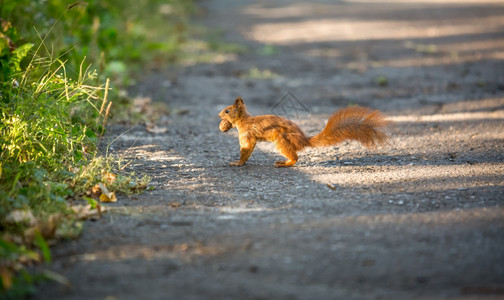 红松鼠带着坚果跑在路上图片