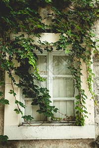 美丽的旧窗上的绿常春藤图片