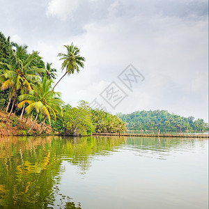 湖边热带丛林图片