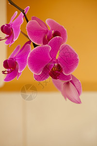 优雅的粉红色紫兰花室内开的热带朵图片