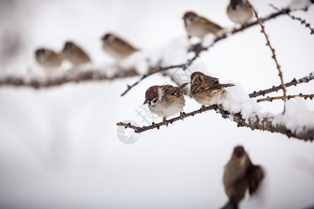 在雪天坐树枝上的麻雀冬拍图片
