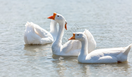 美丽的白鹅在河上游泳图片