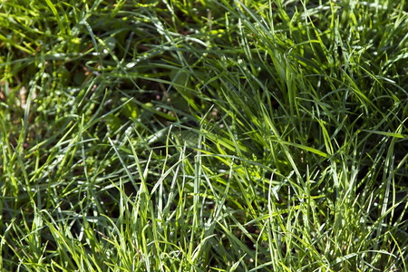春季背景绿色草原图片