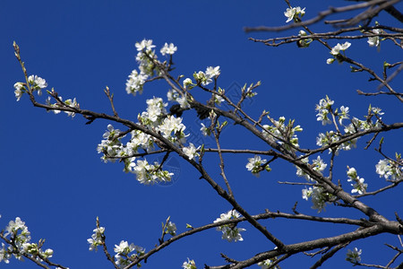 苹果树的枝在蓝色天空上开花苹果树枝在蓝色的天空上开花图片