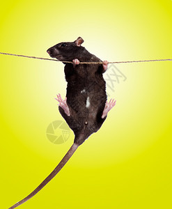 滑的小老鼠在绳子上图片