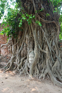 泰国Ayutthaya神庙的WatMahath寺根树上的沙石芽草原图片