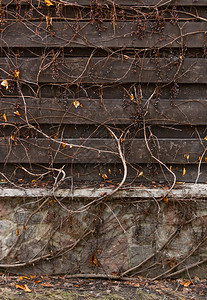 木篱上生长的死常春藤纹理图片