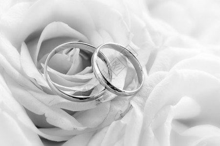黑色和白的结婚戒指对白玫瑰的近镜头图片
