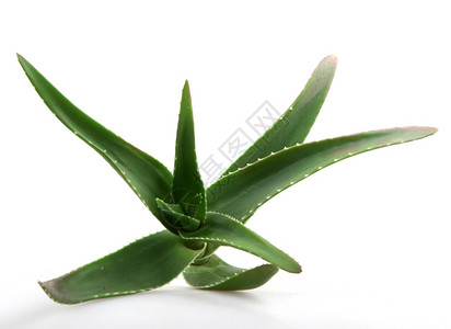 Aloeveraveravera中图片