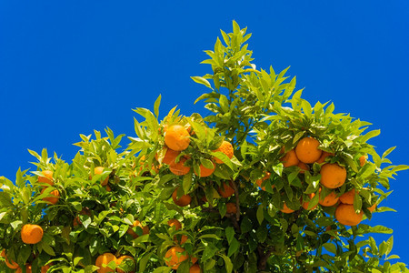 橙子挂在树上番茄子挂在树上蓝色的天空背景果汁橙子图片