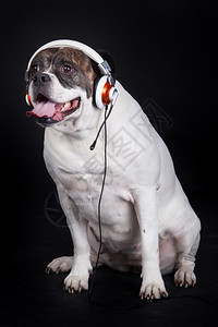 狗听音乐图片