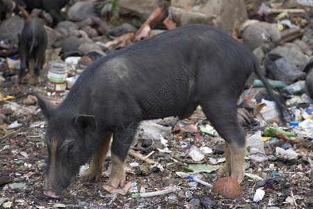 黑猪在地上挖土寻找食物印度果阿图片