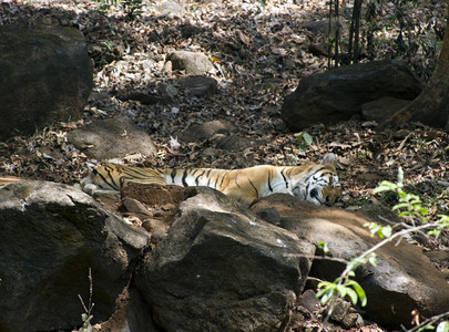 印度孟加拉虎躺在动物园的岩石上印度果阿图片