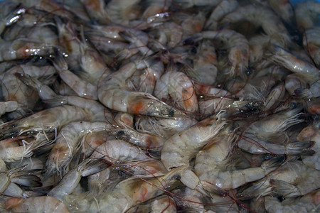 印度的鱼市上新虾果阿图片
