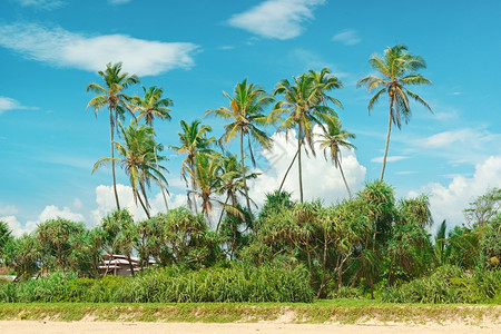 沙岸上的椰子棕榈图片