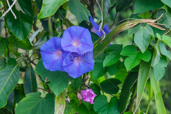 美丽的蓝色鲜花图片