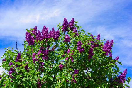 美丽的花朵在春天园里图片