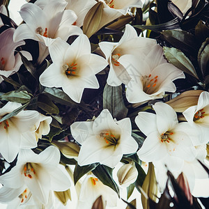 白百合美丽的花朵图片