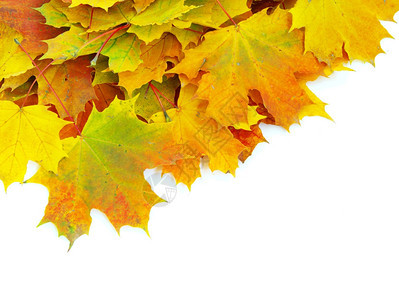 秋天的绿叶在白色上被孤立枫树高清图片素材