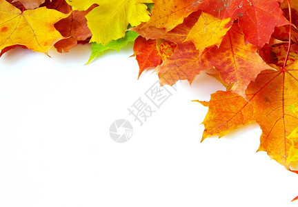 秋天的绿叶在白色上被孤立生动的高清图片素材