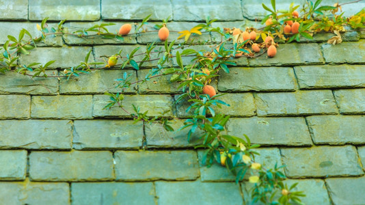 在石墙的顶上贴一棵成熟的果实树图片