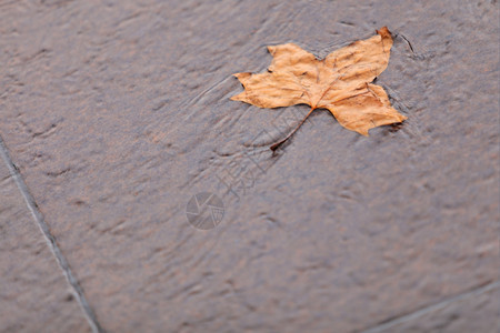 秋天的象征落地上单一的秋天湿润绿叶图片