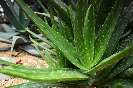 AloeVera药用植物精密中心草药图片