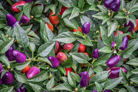 在花园的热辣椒树背景中椒树是一种紧凑的多分支辣椒在面对鲜活的紫辣椒时生产出一大批直立的作物图片