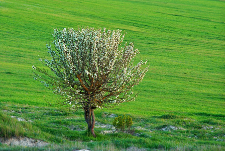 绿色草原里的孤单树大自然的构成图片