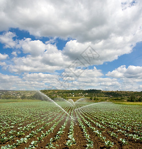 灌溉青年菜田背景图片