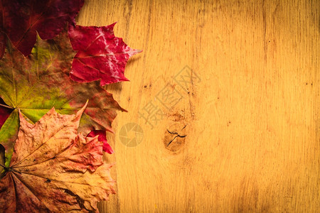 秋叶边框以木背景和复制空间图片