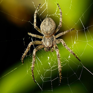 网上大蜘蛛图片
