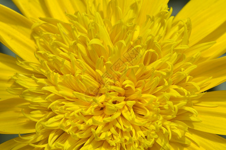 在花园里紧贴着美丽的黄菊花图片