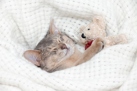 可爱的小猫睡在毛皮白毯上xAxA图片