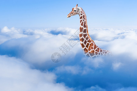 云中大长颈鹿图片