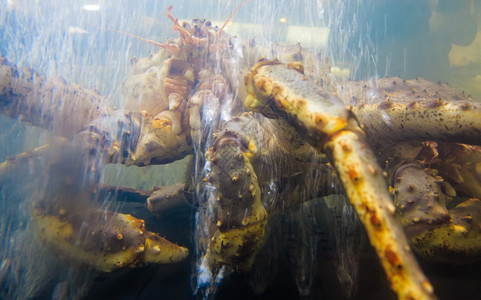 鱼市上水族馆里的螃蟹海产食品图片