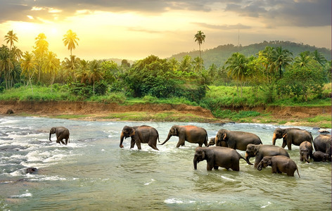 大象群在丛林河中行走图片