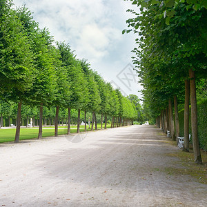 公园中沿人行道长高的树图片