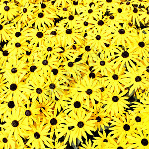 黄色花Rudbeckia花背景图片