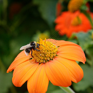 花朵上大黄蜂图片