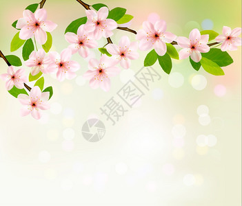 树上盛开的粉色花朵矢量背景图片