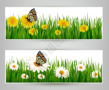 蝴蝶和鲜花矢量背景图片