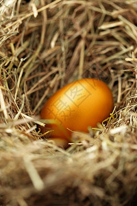 一只金鸡蛋巢近的蛋图片